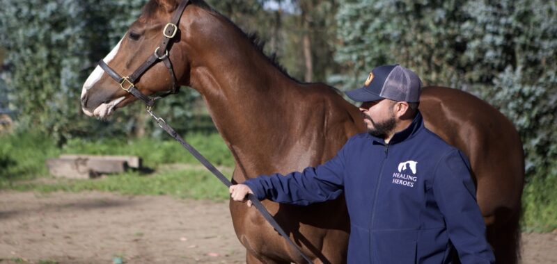Altruist – 2019 gelding, 16.1 HH