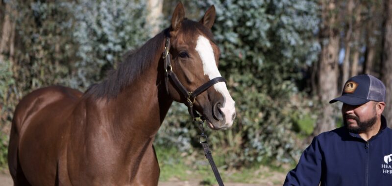 Altruist – 2019 gelding, 16.1 HH