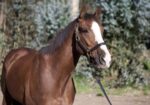 Altruist – 2019 gelding, 16.1 HH