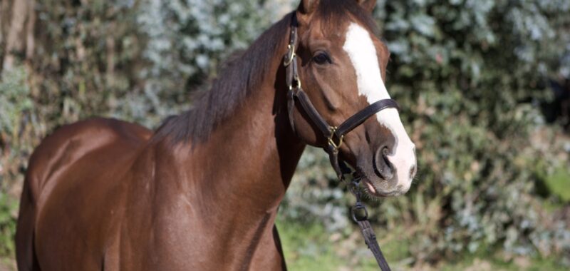 Altruist – 2019 gelding, 16.1 HH