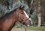 Altruist – 2019 gelding, 16.1 HH
