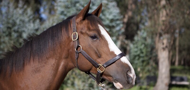 Altruist – 2019 gelding, 16.1 HH