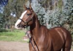 Altruist – 2019 gelding, 16.1 HH