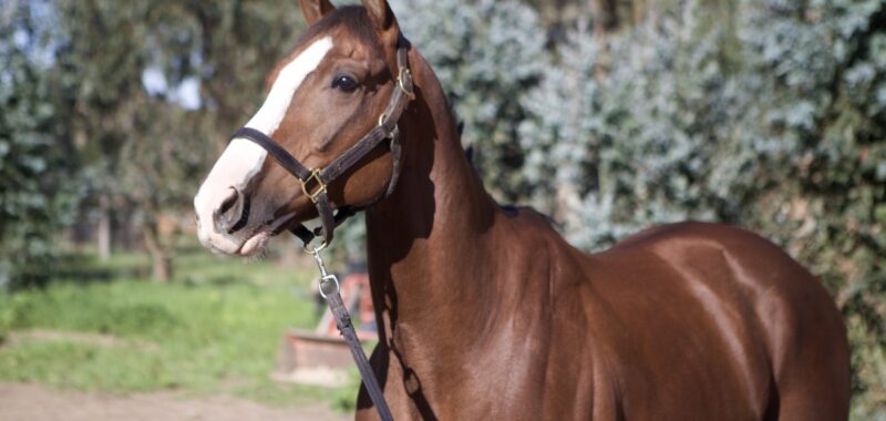 Altruist – 2019 gelding, 16.1 HH