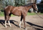 Altruist – 2019 gelding, 16.1 HH