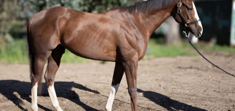 Altruist – 2019 gelding, 16.1 HH