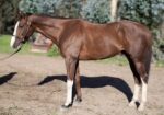 Altruist – 2019 gelding, 16.1 HH