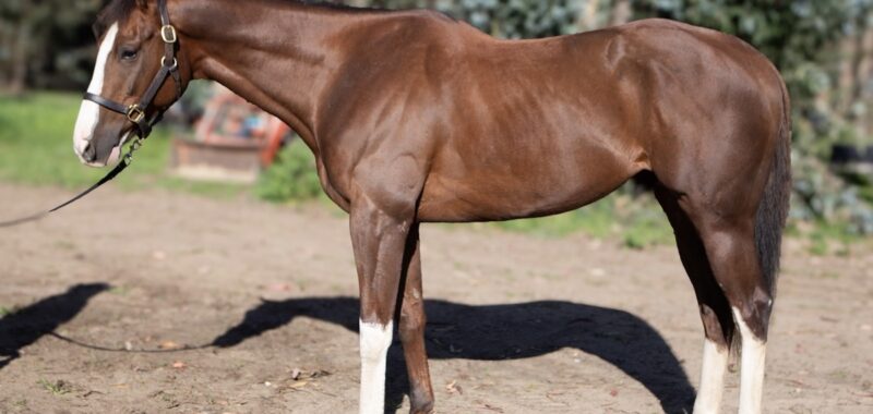 Altruist – 2019 gelding, 16.1 HH