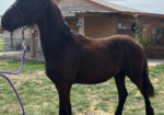 KFPS Colt Friesian