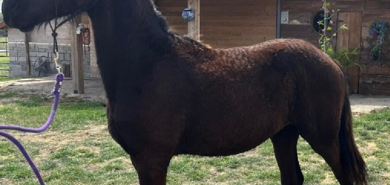 KFPS Colt Friesian
