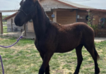 KFPS Colt Friesian