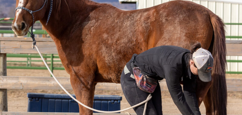 Noelle! 4 year old unstarted warmblood mare, ready to go any direction.