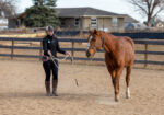 Noelle! 4 year old unstarted warmblood mare, ready to go any direction.