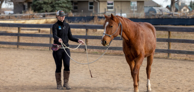 Noelle! 4 year old unstarted warmblood mare, ready to go any direction.