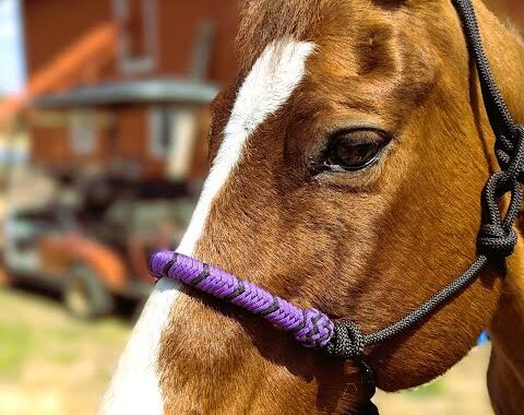 Radical Hippie Chick/Chick isn’t very radical. In fact, she is super sweet with horses and humans including kids.