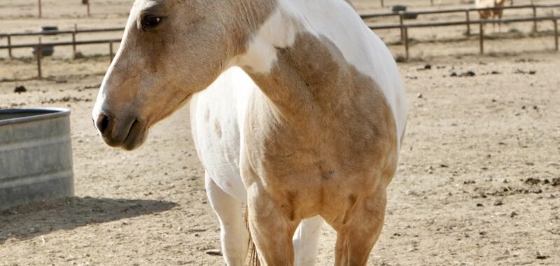 Halo! 13 year old non-riding companion mare in search of patient, understanding home.