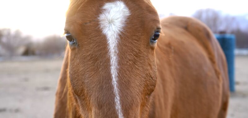 Alonso! 14.2h gelding, just started under saddle. Lots of potential!