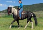 Eclipse! 10 year old 15.3h gaited mare looking for a partner for light riding.