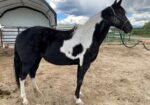 Eclipse! 10 year old 15.3h gaited mare looking for a partner for light riding.
