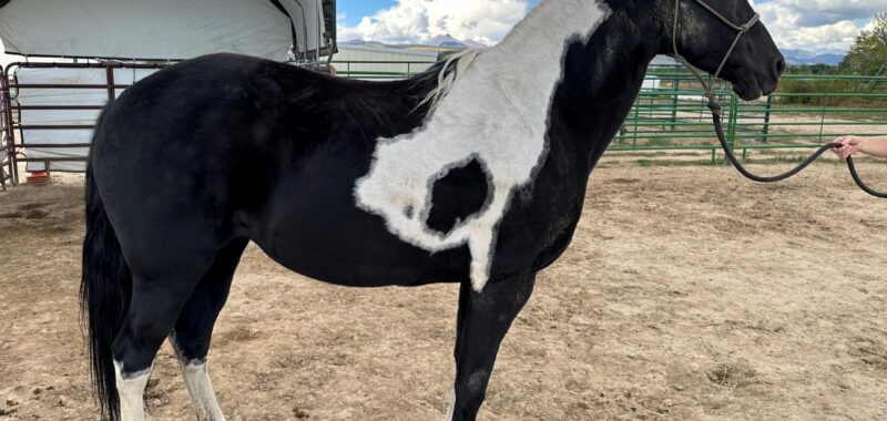 Eclipse! 10 year old 15.3h gaited mare looking for a partner for light riding.
