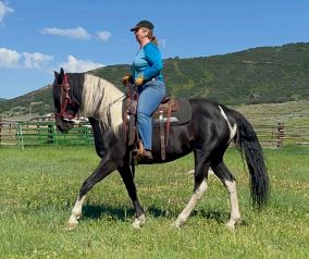 Eclipse! 10 year old 15.3h gaited mare looking for a partner for light riding.