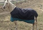 Gideon is a stunning, lighter colored Palomino that needs someone to build a bond with him so he can be all that he can be!