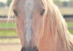 Harry Trotter! 15 year old non-riding companion gelding seeking a retirement home.