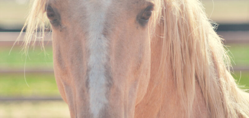 Harry Trotter! 15 year old non-riding companion gelding seeking a retirement home.