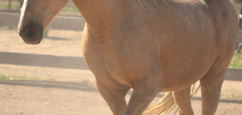 Harry Trotter! 15 year old non-riding companion gelding seeking a retirement home.