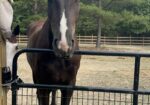 Project Percheron Gelding