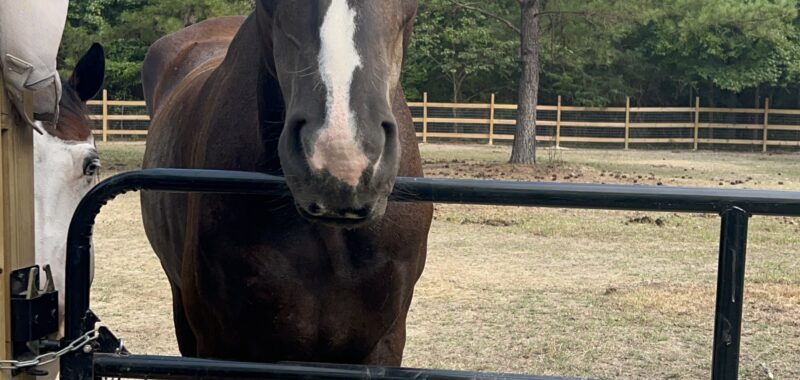 Project Percheron Gelding