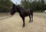 Project Percheron Gelding