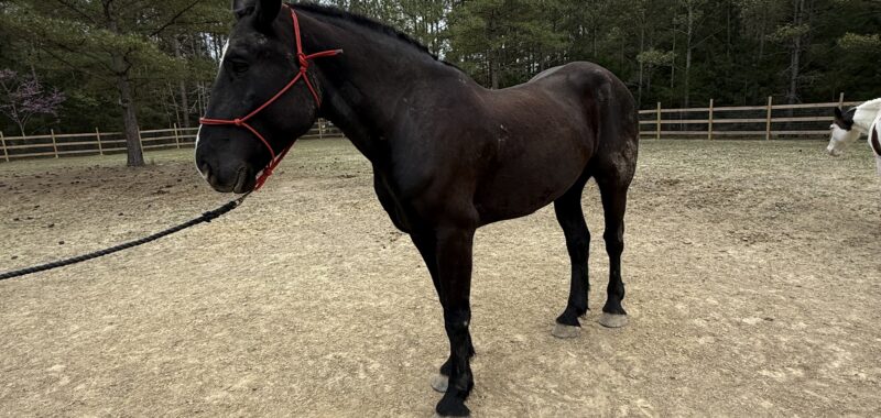 Project Percheron Gelding