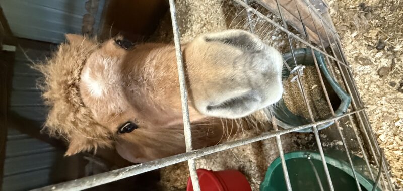 “Magic” pedigreed show horse
