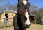 Project Percheron Gelding