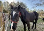 Project Percheron Gelding