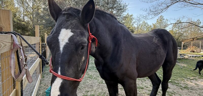Project Percheron Gelding