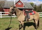 Buckskin quarter horse gelding