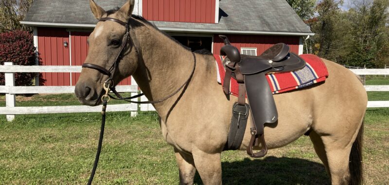 Buckskin quarter horse gelding