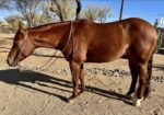 My 2019 Adorable AQHA Mare looking for a new home