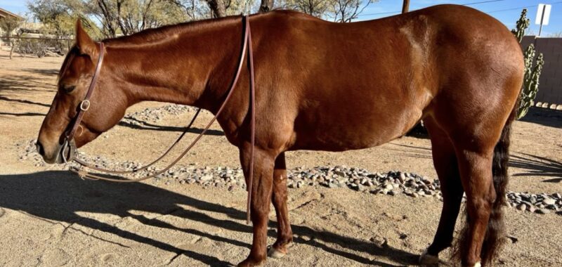 My 2019 Adorable AQHA Mare looking for a new home