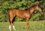 Big Beautiful Yearling Colt