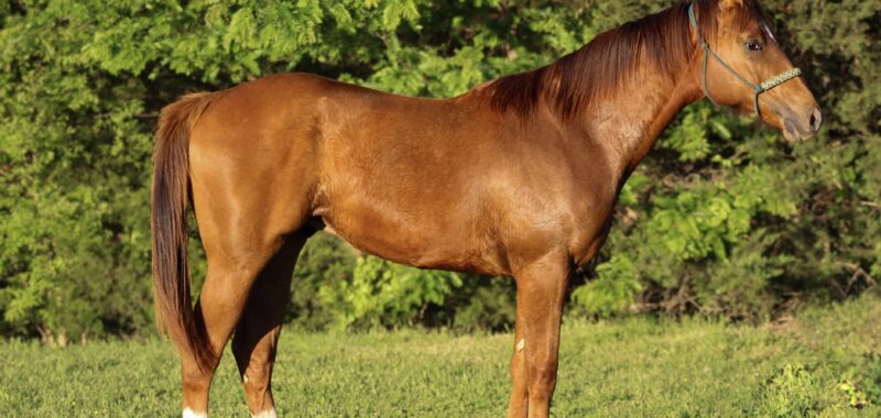 Big Beautiful Yearling Colt