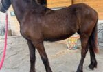 KFPS Filly Friesian