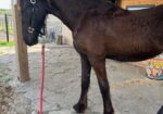 KFPS Filly Friesian