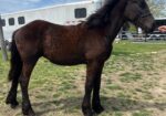 KFPS Colt Friesian