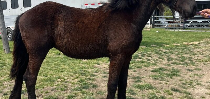 KFPS Colt Friesian