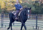 Project Percheron Gelding