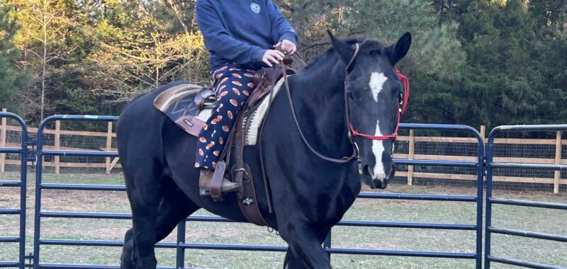 Project Percheron Gelding