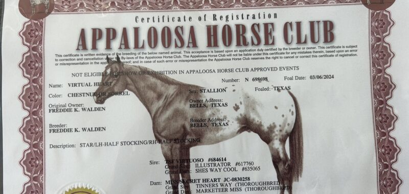 Big Beautiful Yearling Colt